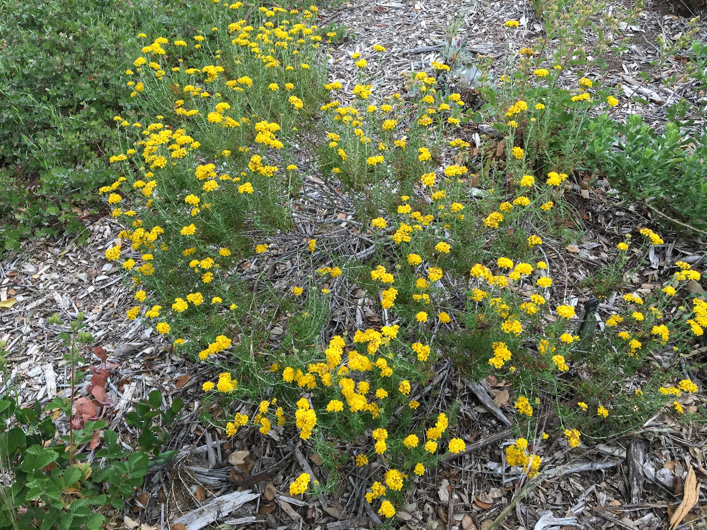 Eriophyllum confertiflorum