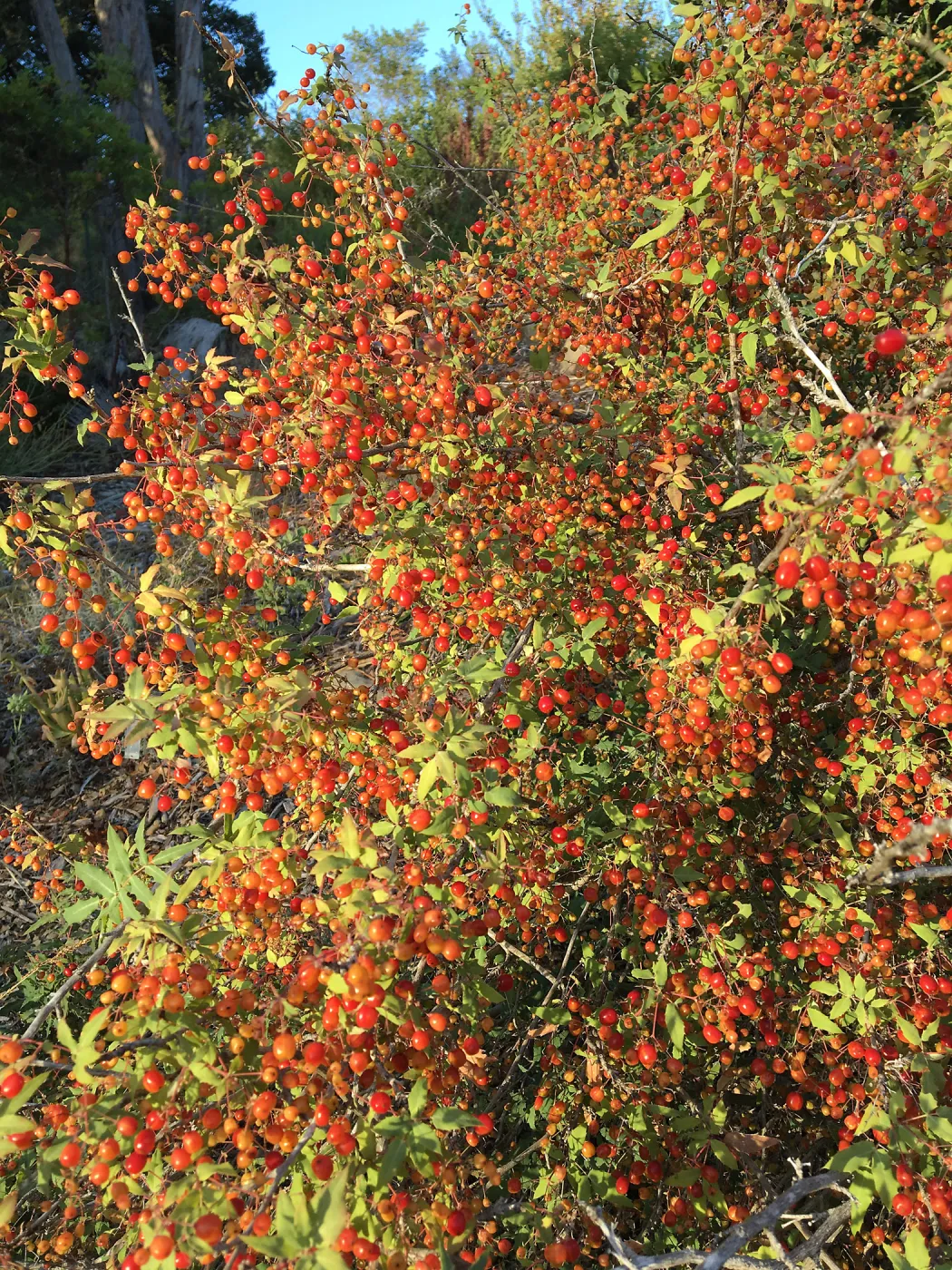 Berberis nevinii in fruit