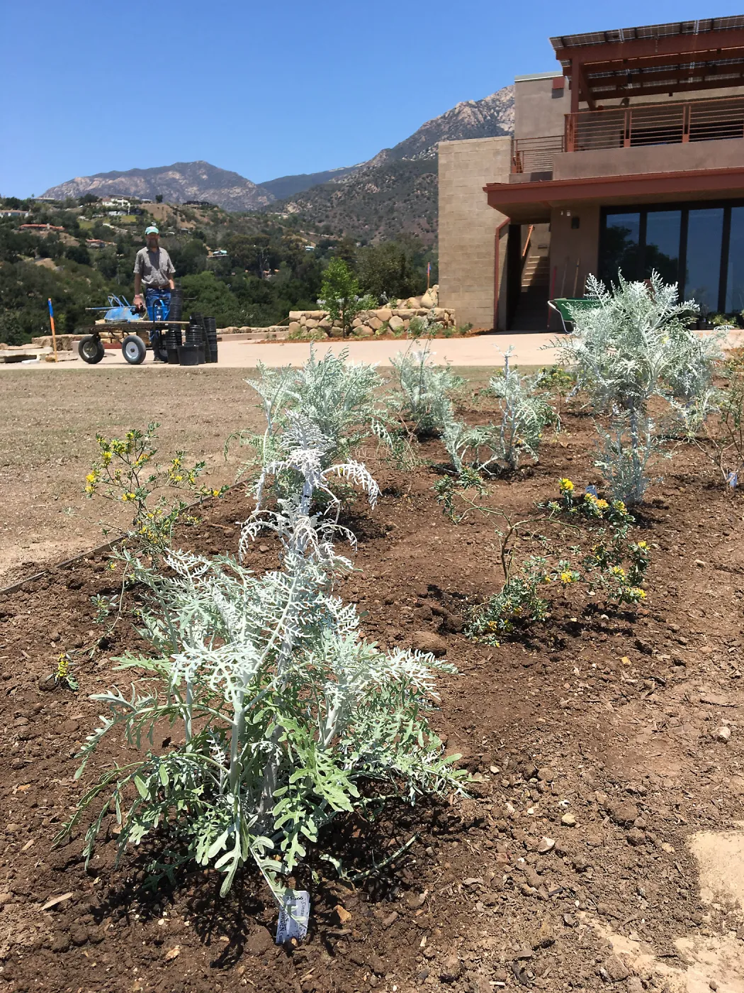 Planting the Island View Garden around the new lawn