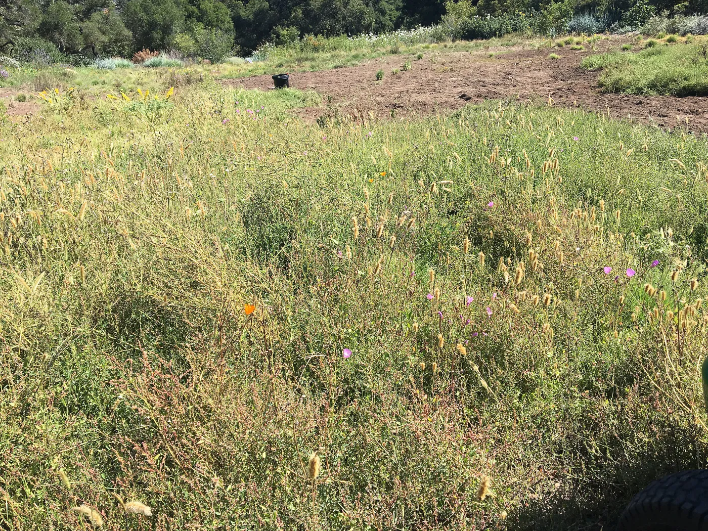 Trial meadow mowing