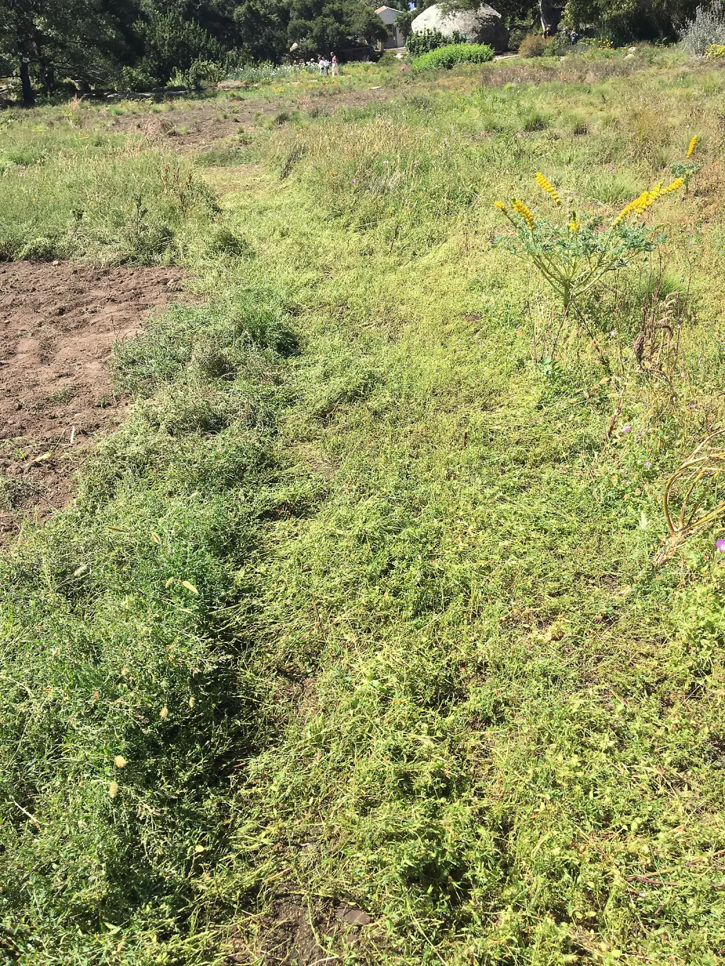 Trial meadow mowing