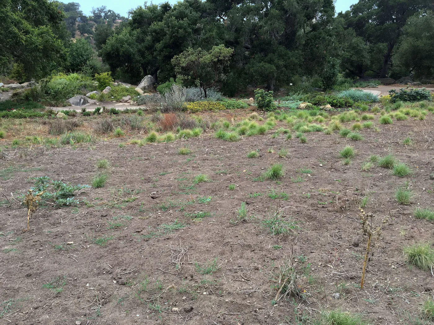 State of the Meadow during Bouteloua establishment