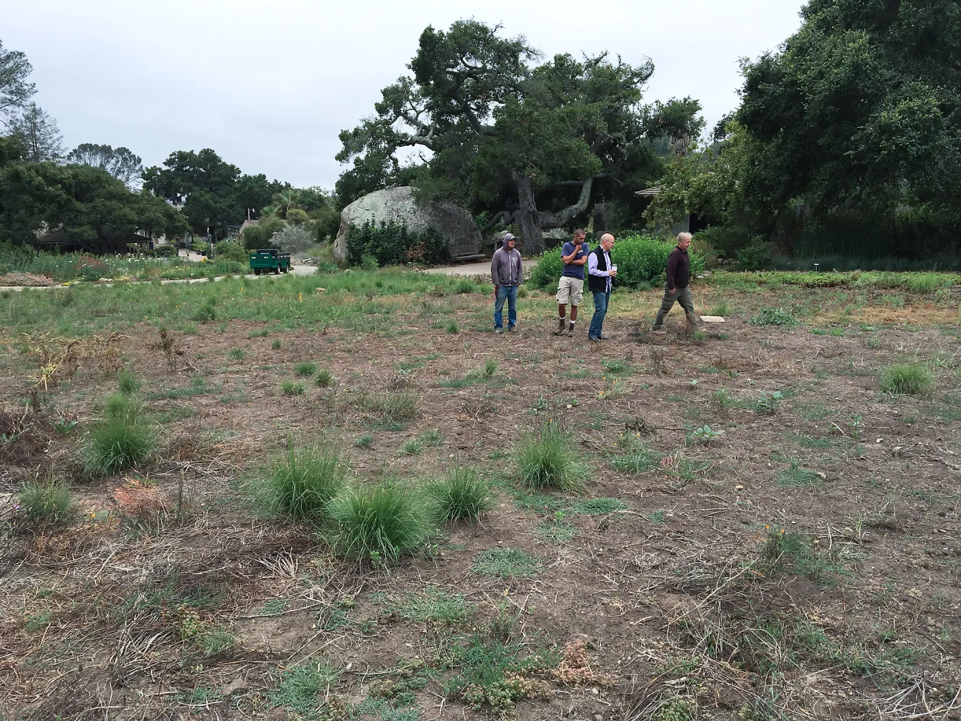State of the Meadow during Bouteloua establishment