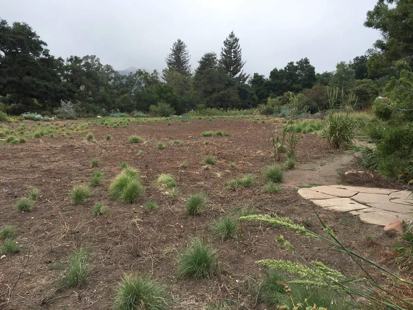 State of the Meadow during Bouteloua establishment