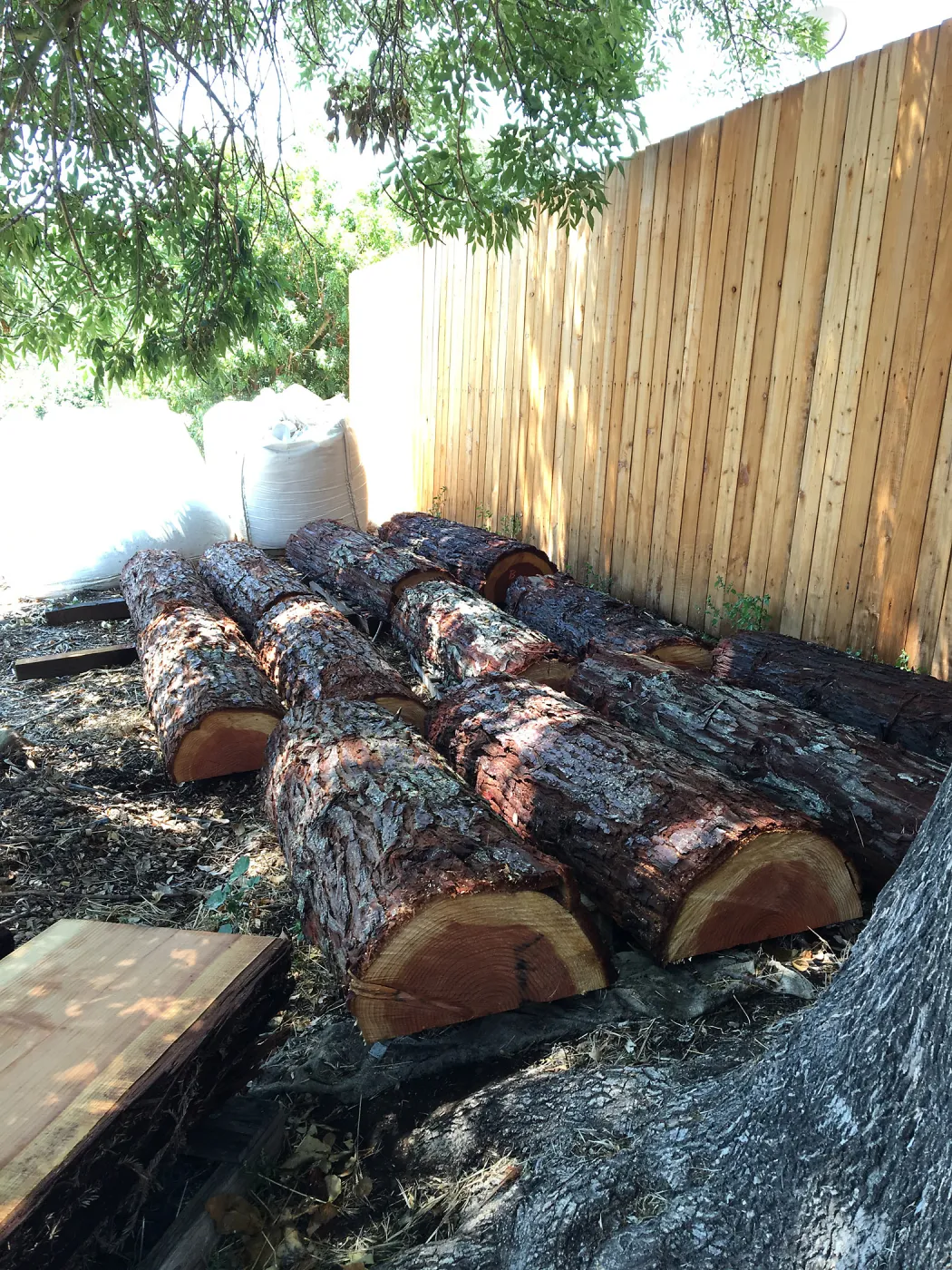 Redwood logs for benches