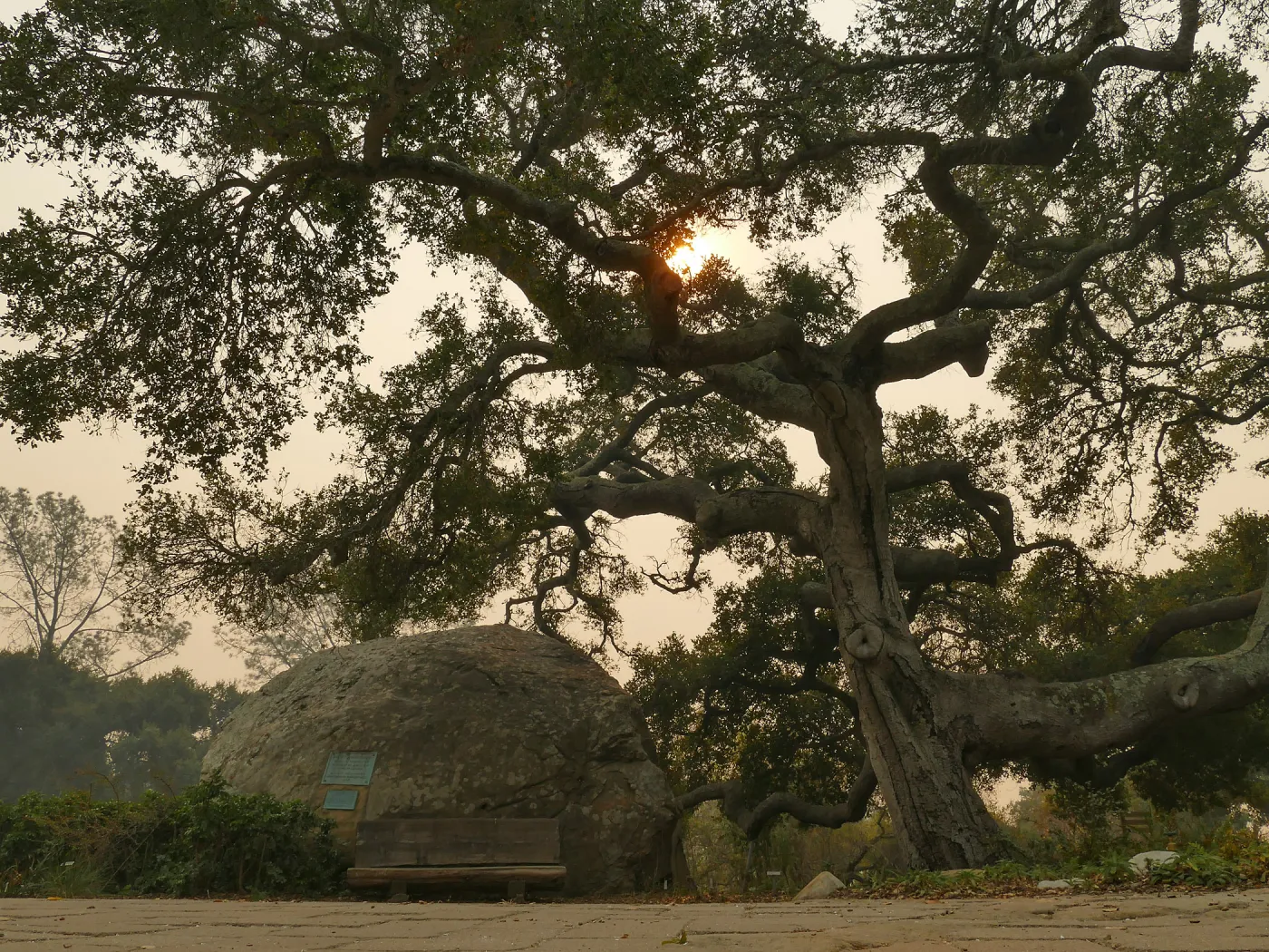 Blaksley Boulder and oak (Coastal Live Oak) in smoke from Thomas Fire