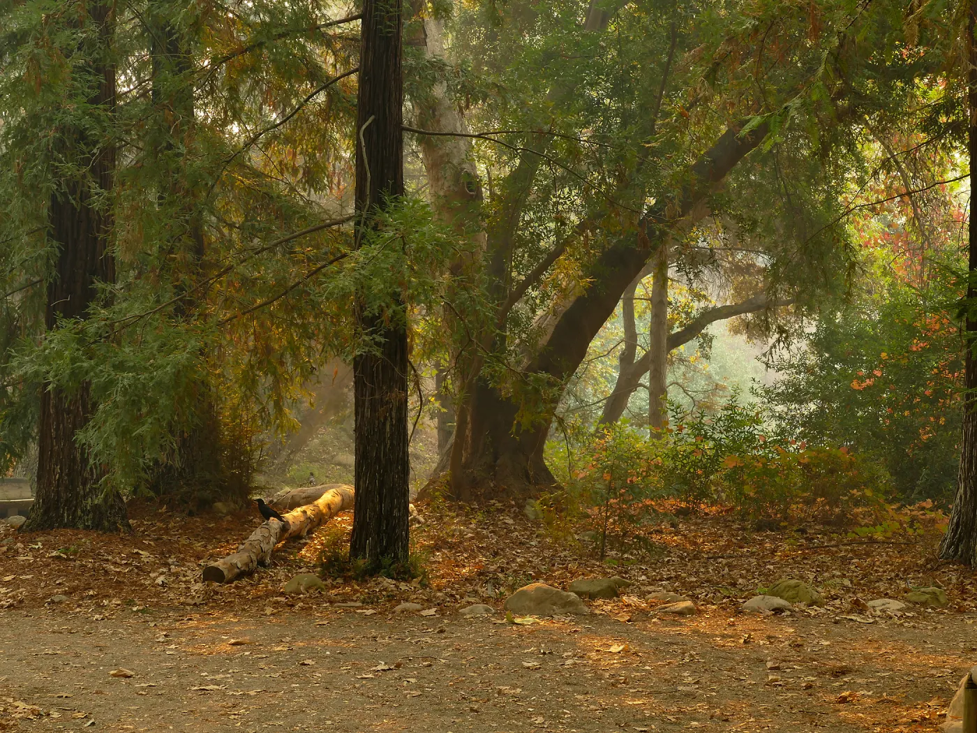 Redwood Section in smoke from Thomas Fire