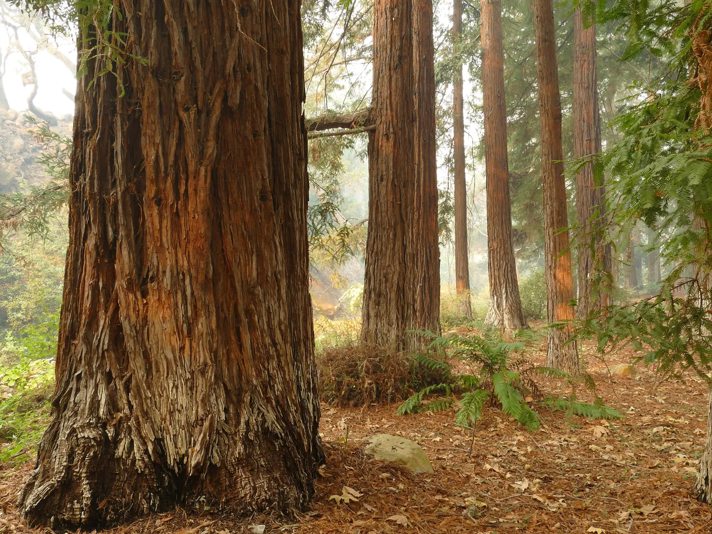 Redwood Section in smoke from Thomas Fire (Coast Redwood)