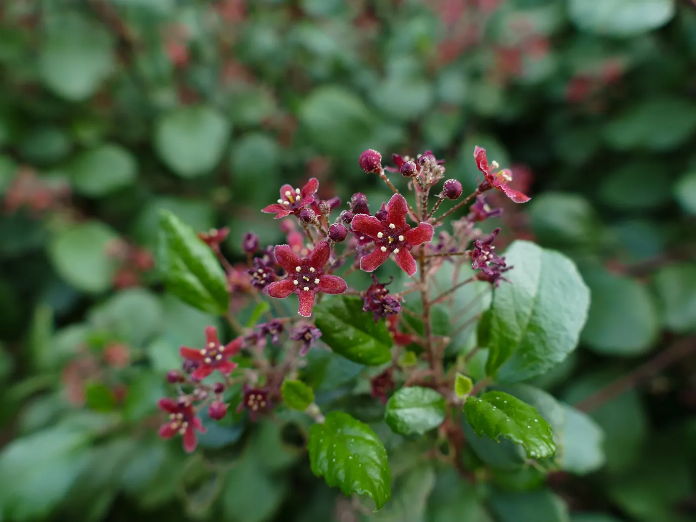 Evergreen currant