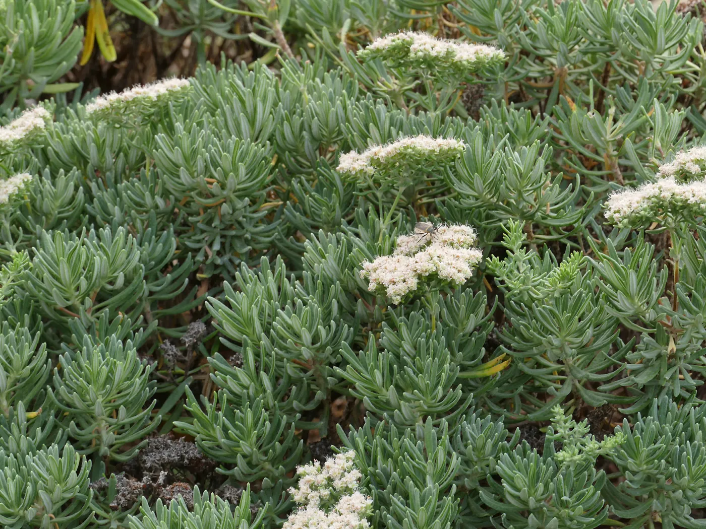 Santa Cruz Island Buckwheat