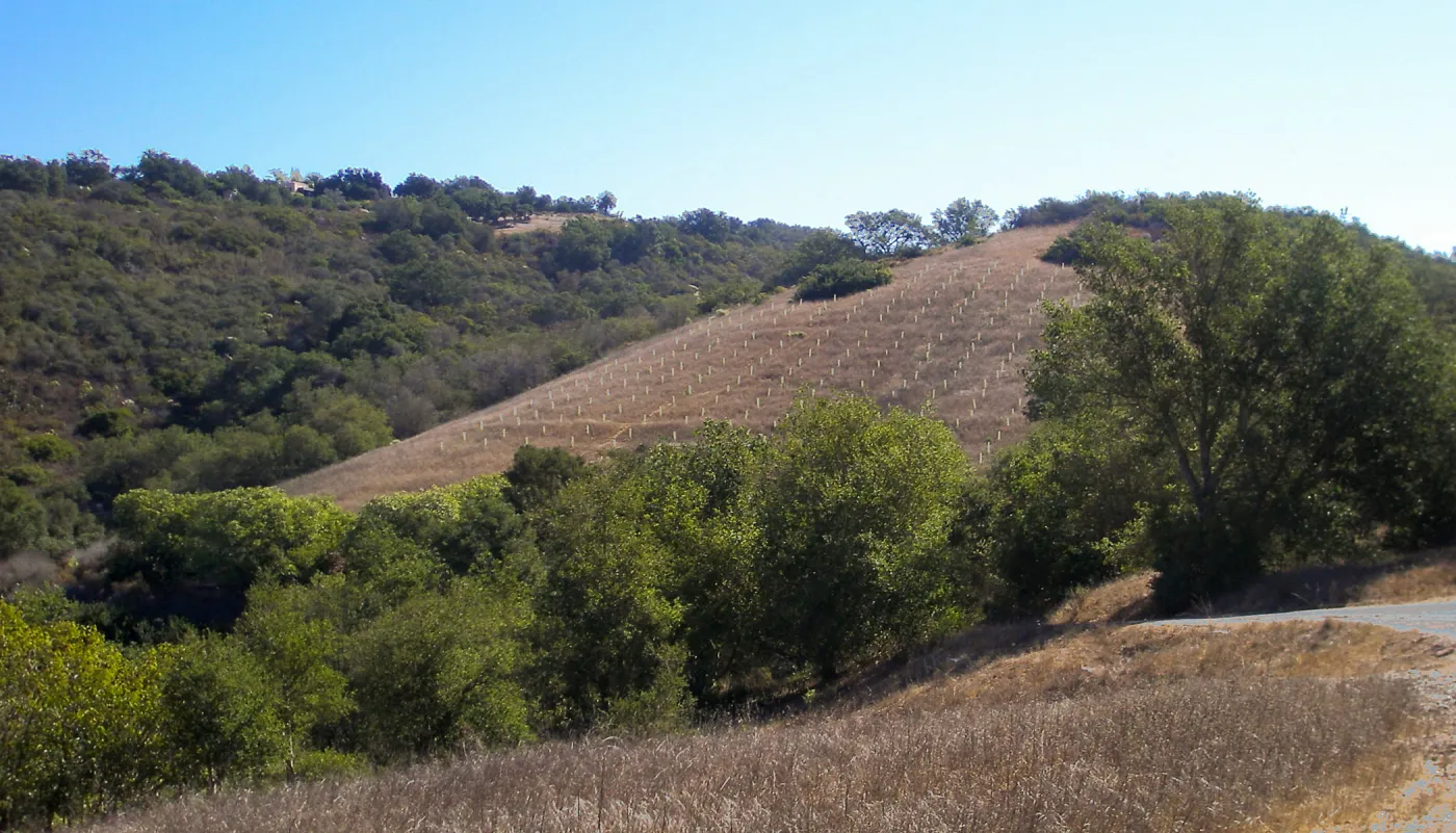 Hay Hill, Torrey pine experimental planting