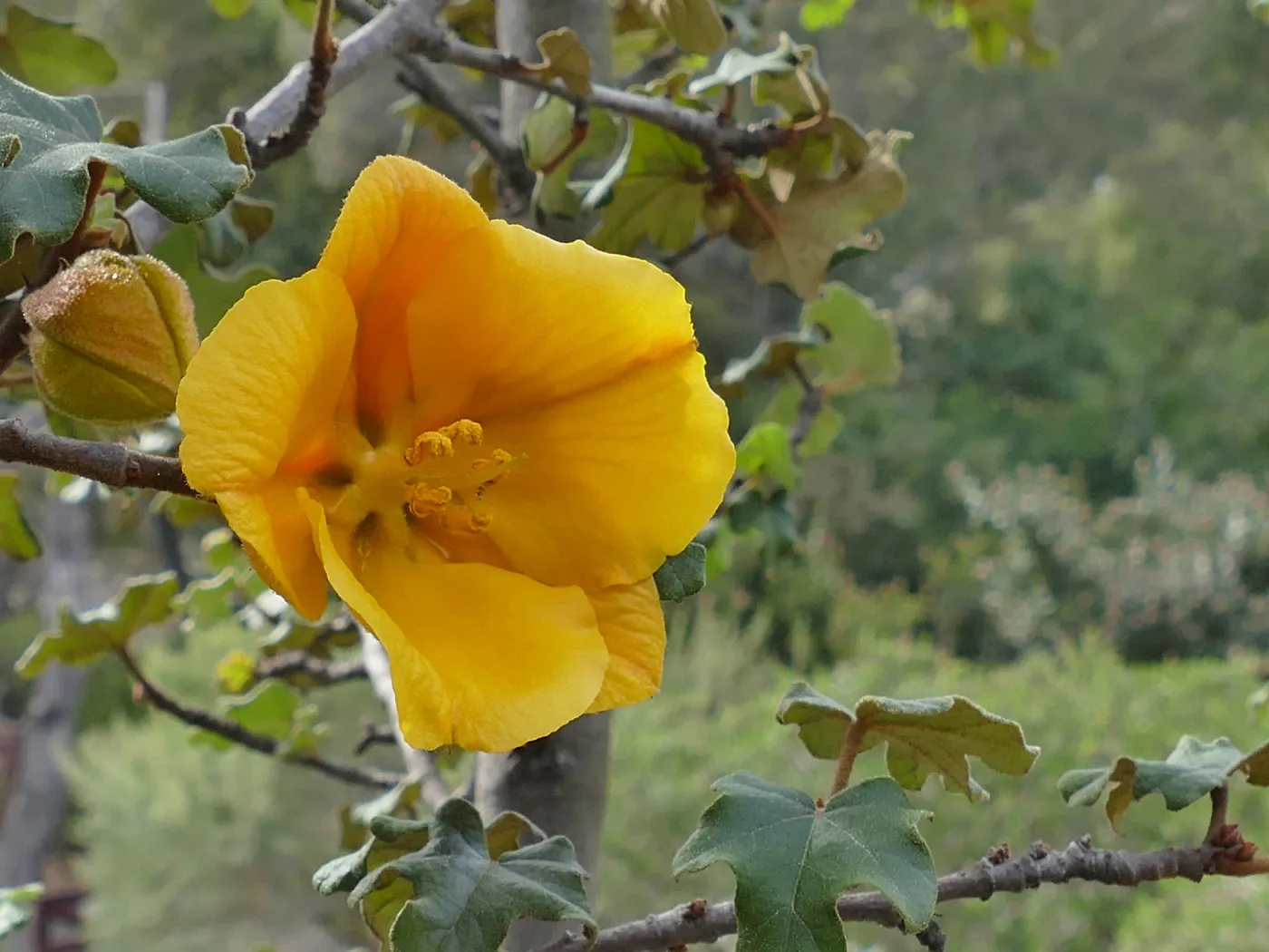 California flannelbush