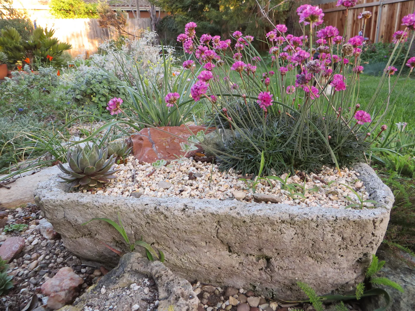 Armeria maritima in tufa trough at Betsy Collins garden