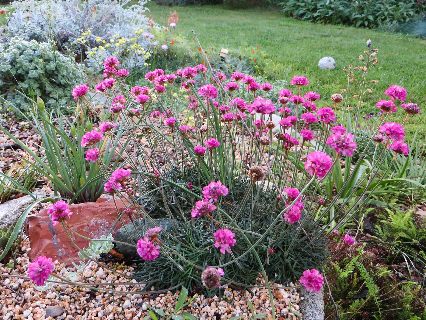 Armeria maritima in tufa trough at Betsy Collins garden