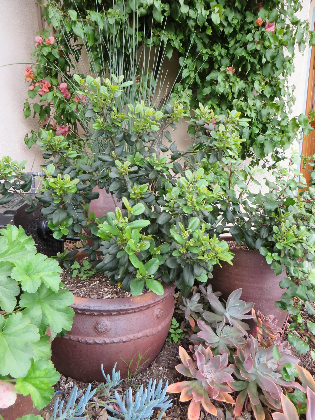 Natives in containers: Frangula Leather Leaf