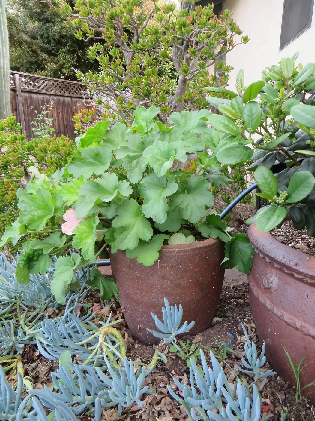 Natives in containers: Heuchera maxima