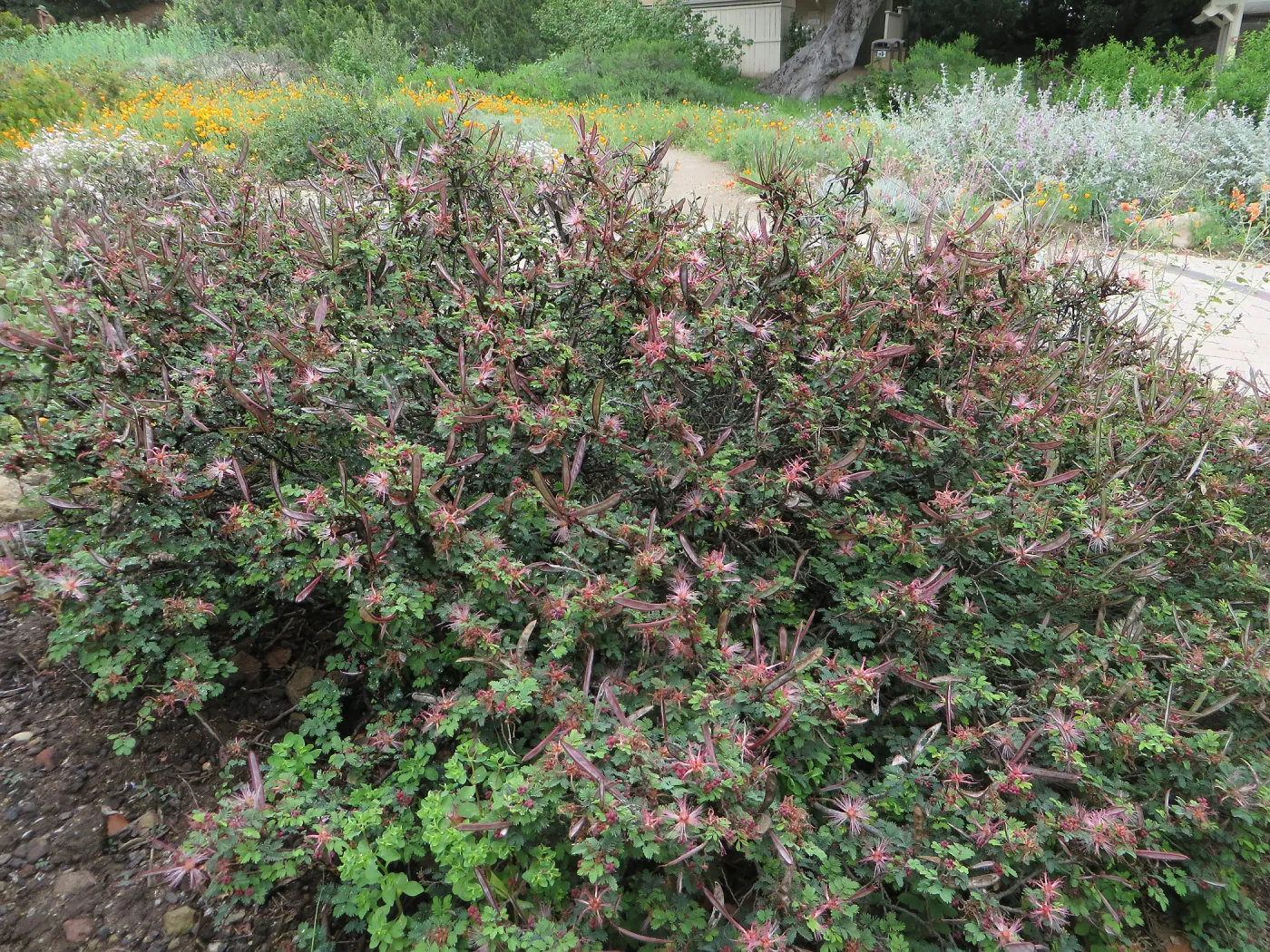 Calliandra eriophylla, fairy duster