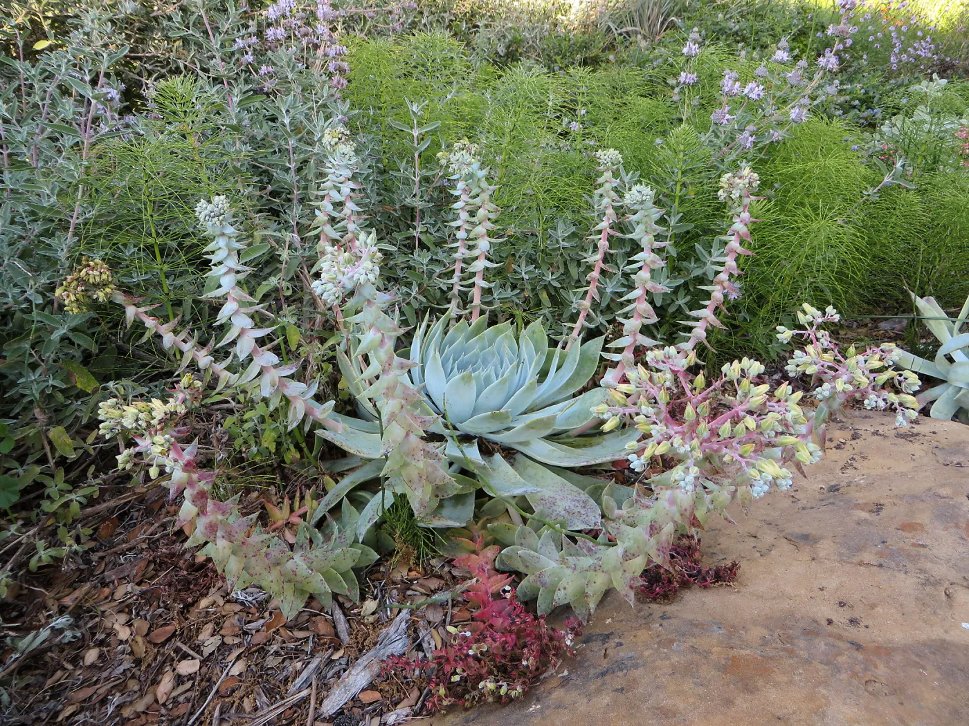 Dudleya brittonii at the bottom of the Groundcover display