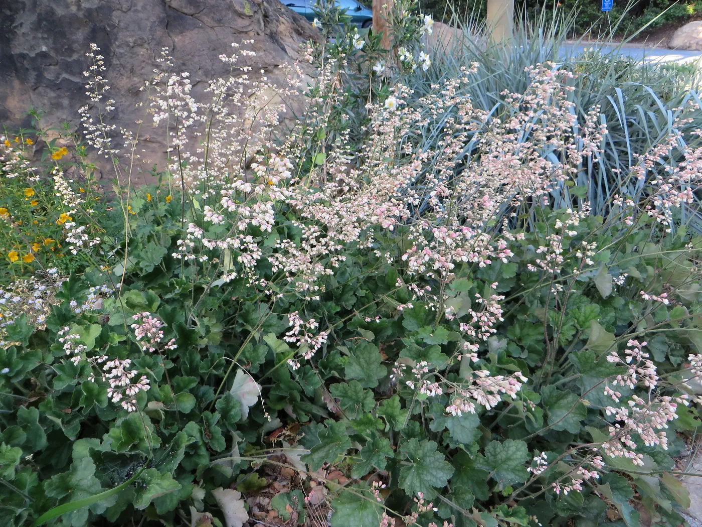 Heuchera â€˜Opal' at Garden entrance
