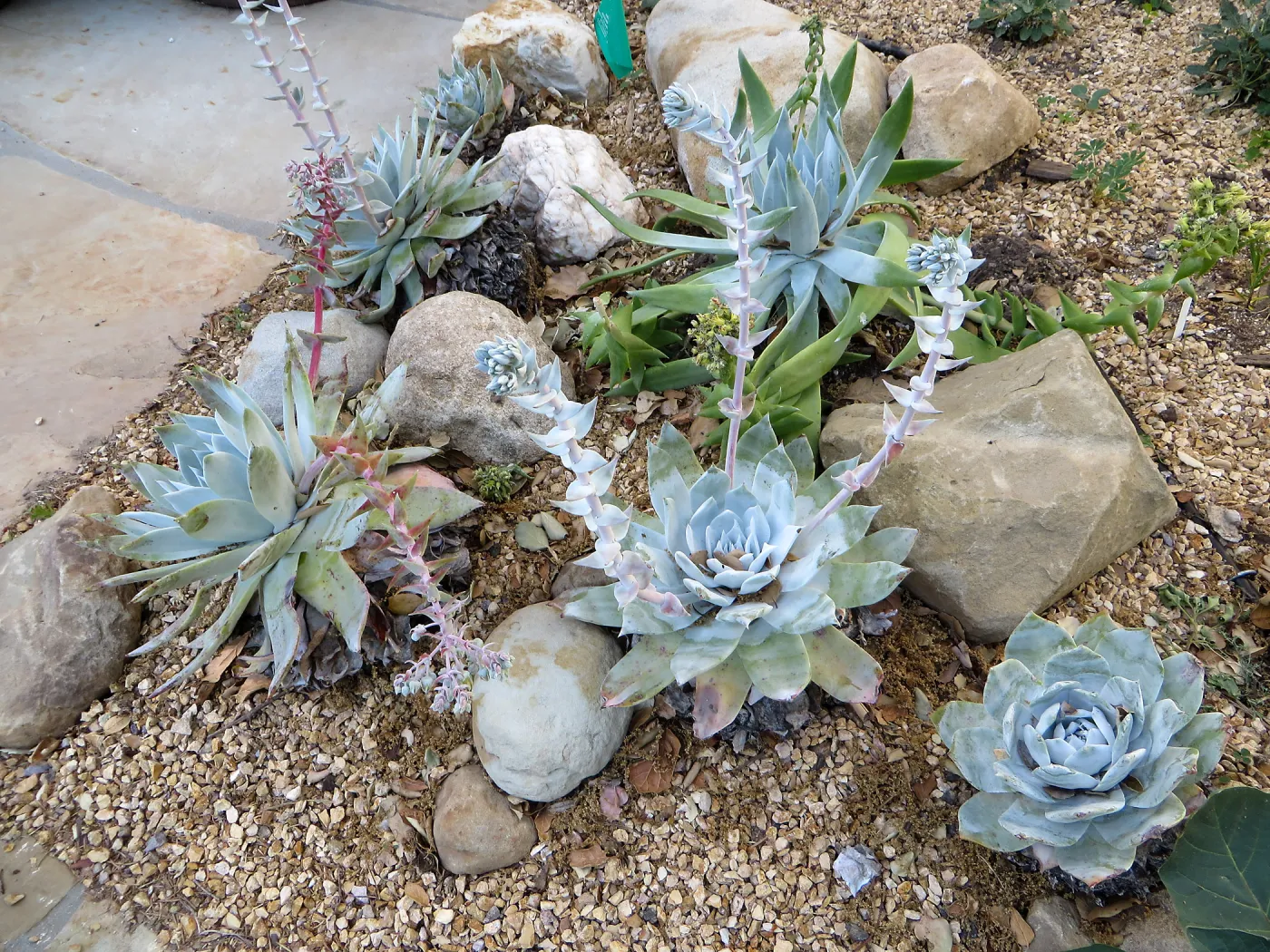 Dudleya brittonii at the Water Wise Home Garden