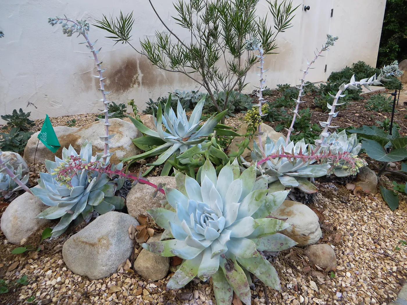 Dudleya brittoni at Water Wise Home Garden