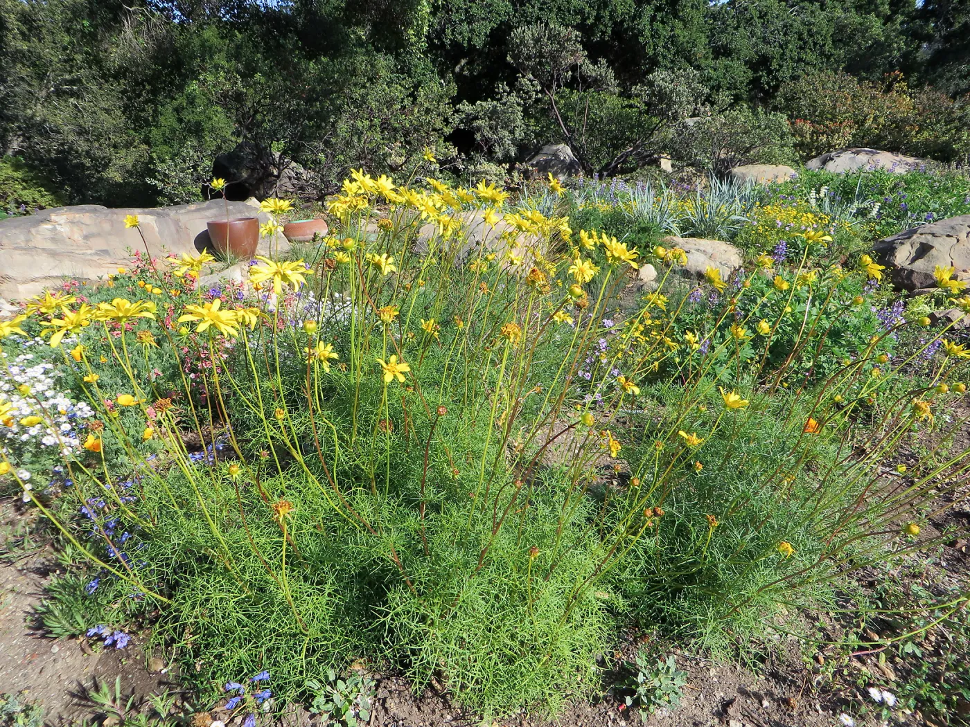 Leptosyne (Coreopsis) maritimus at the Water Wise Home Garden