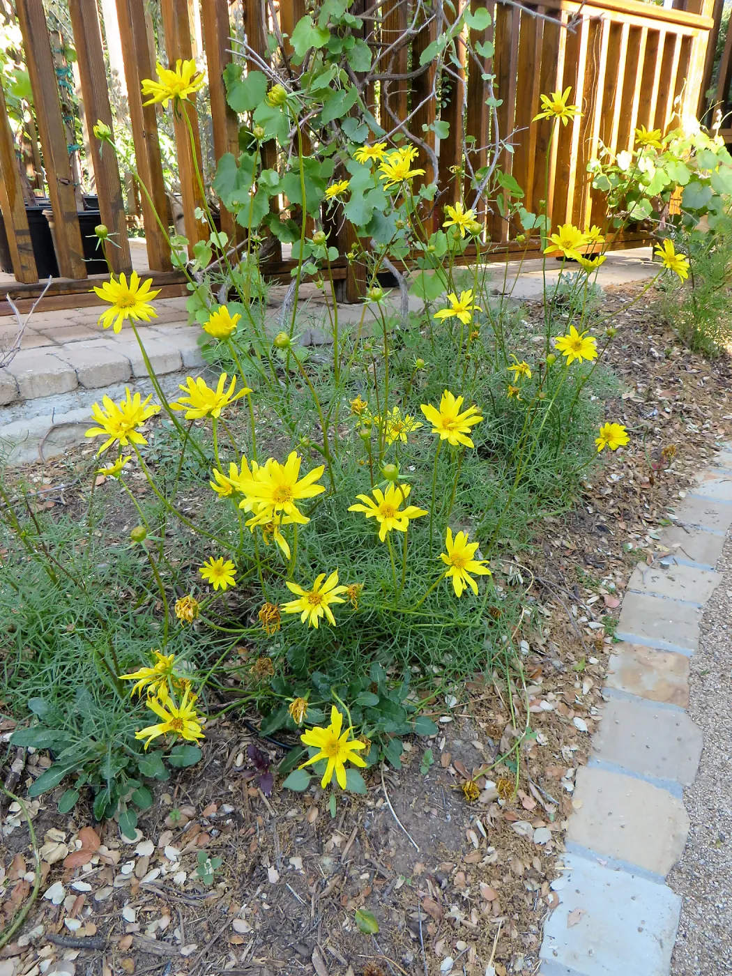 Water Wise Home Garden. Leptosyne maritima