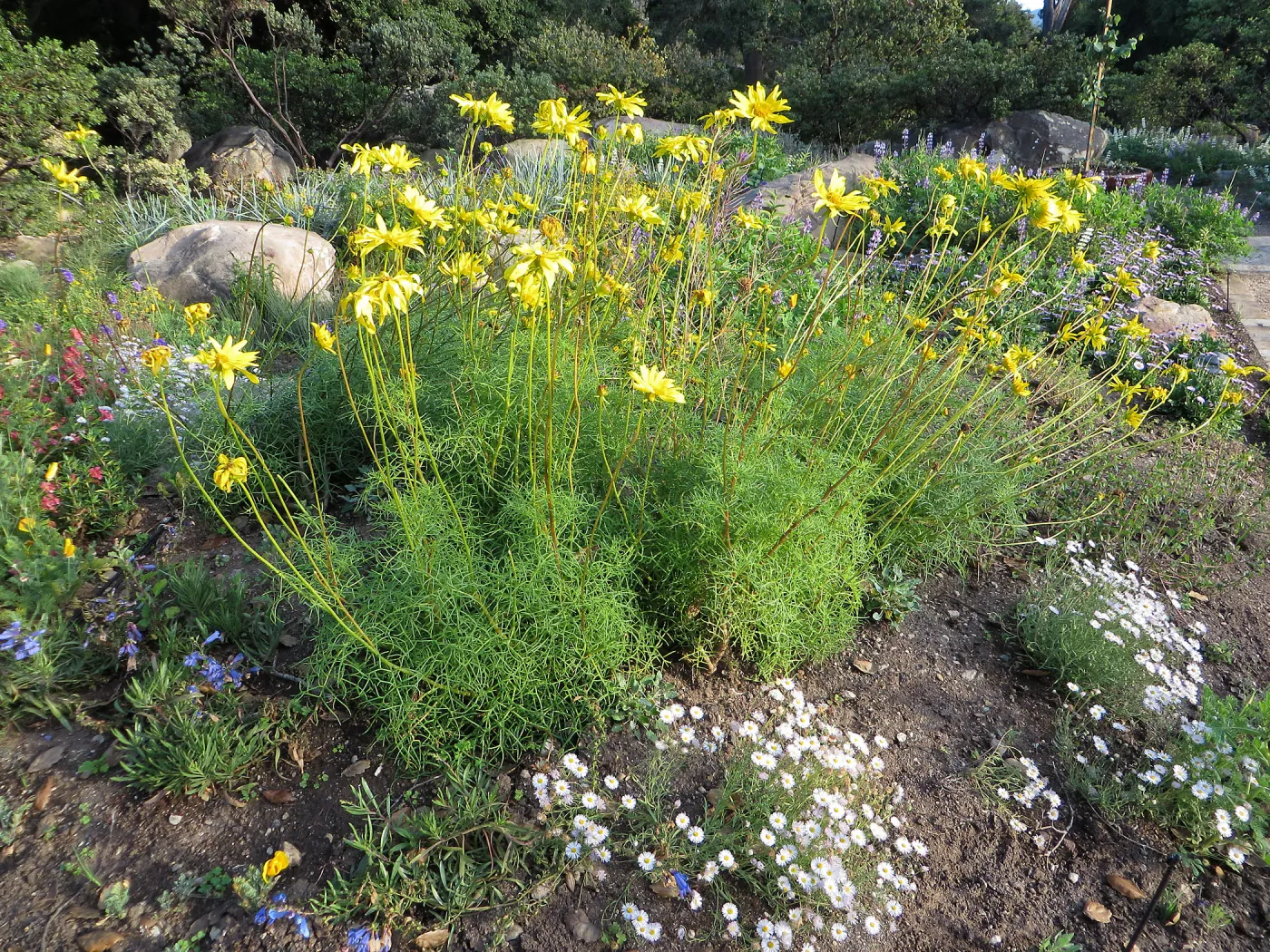 Water Wise Home Garden.Leptosyne maritima