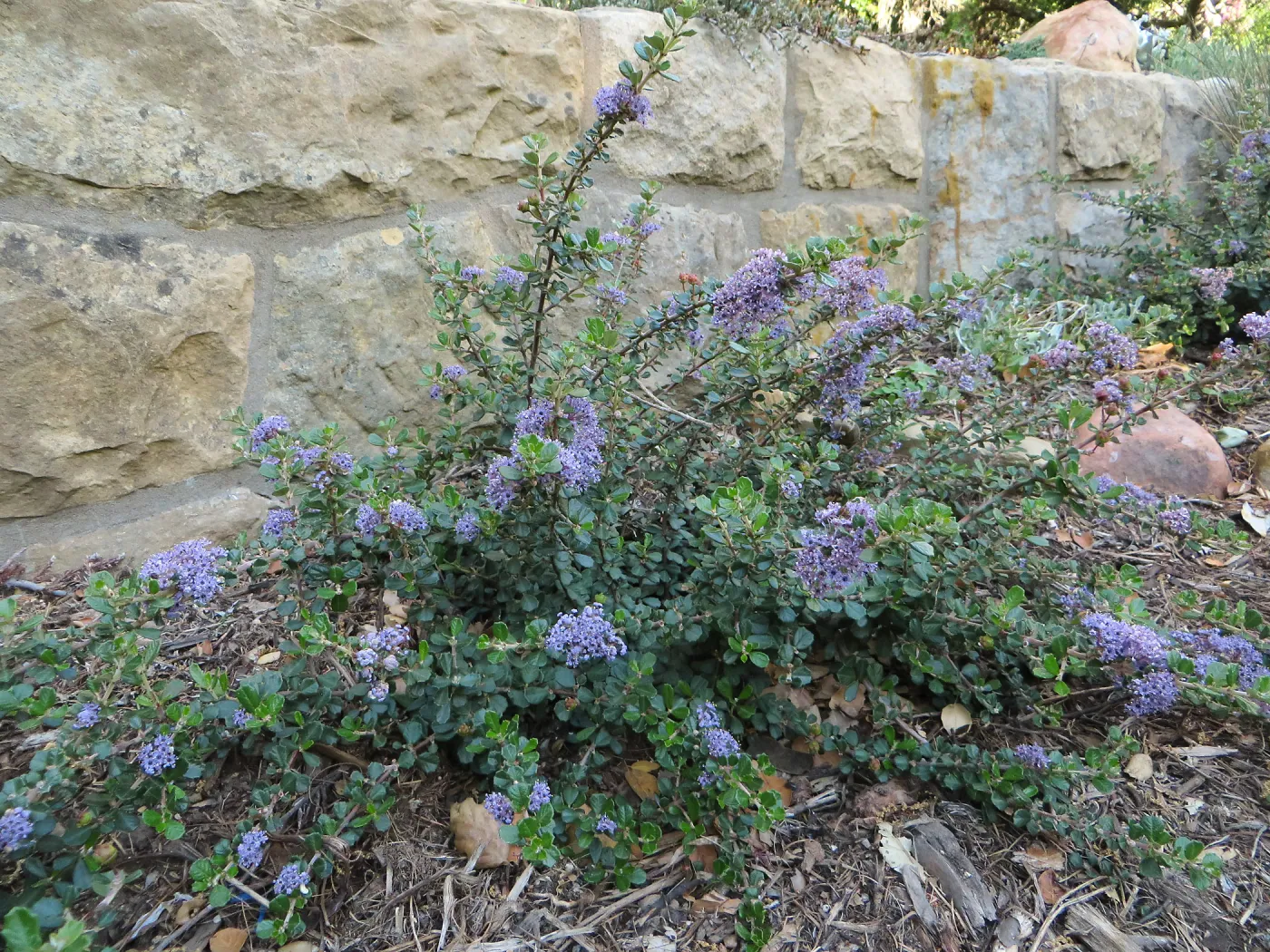 Water Wise Home Garden. Ceanothus Valley Violet