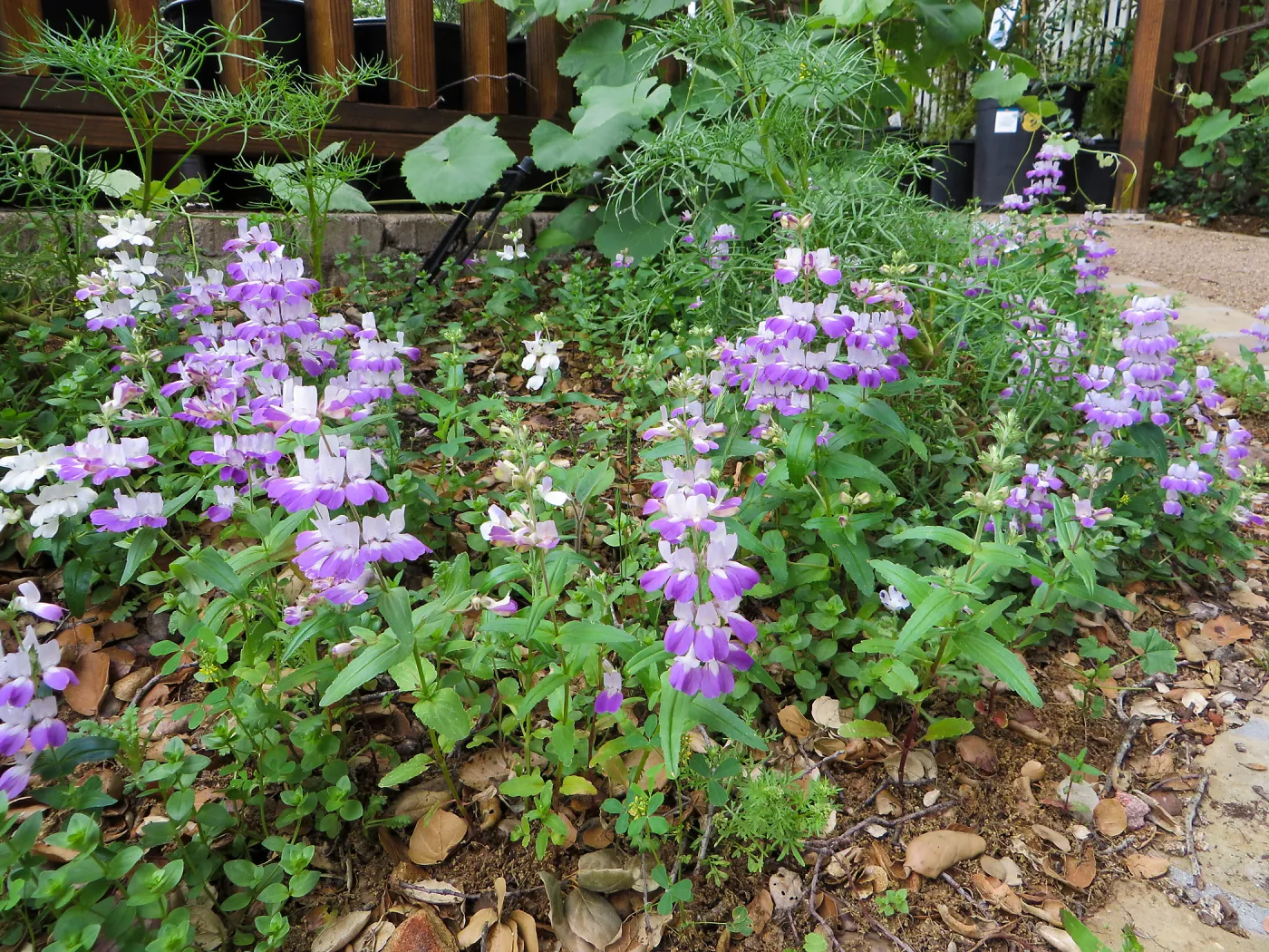 Collinsia heterophylla, Chinese Houses