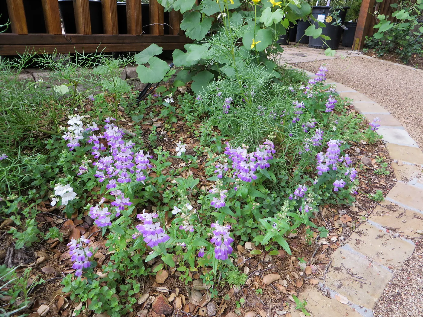 Collinsia heterophylla, chinese houses
