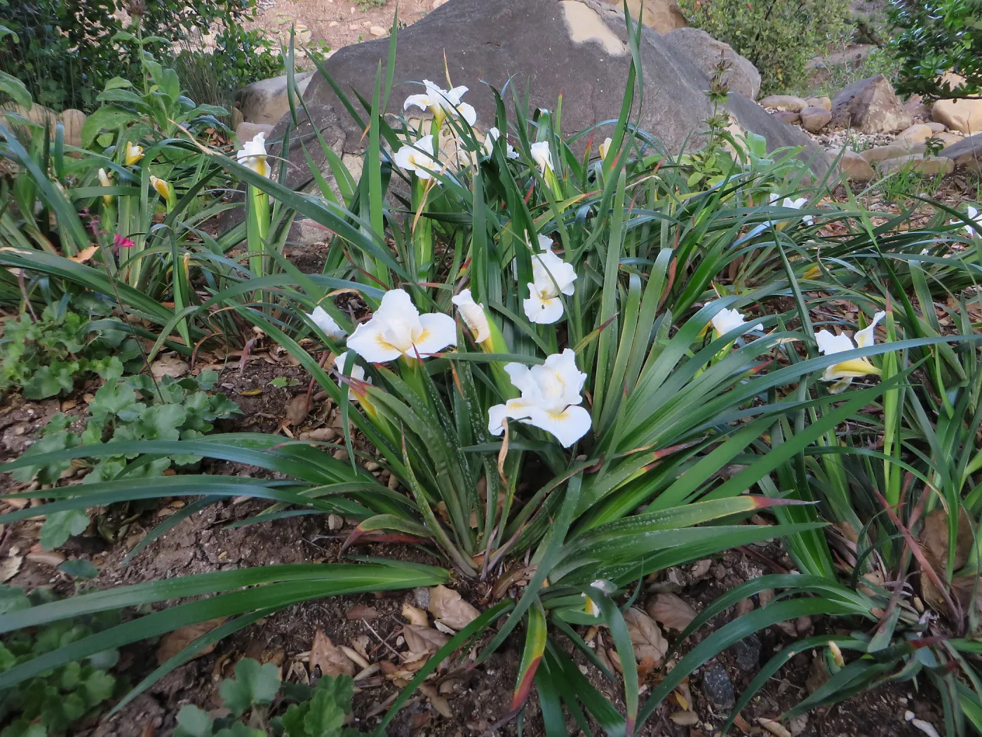 Iris â€˜Canyon Snow' at Water Wise Home Garden