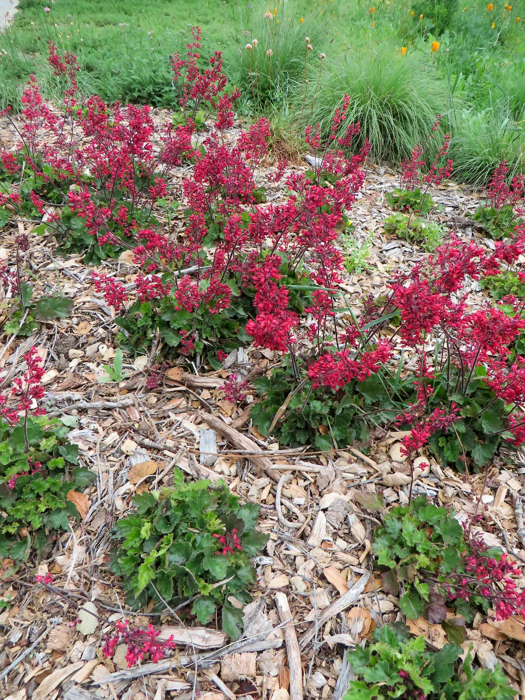 Heuchera â€˜Canyon Belle' at bottom of Meadow