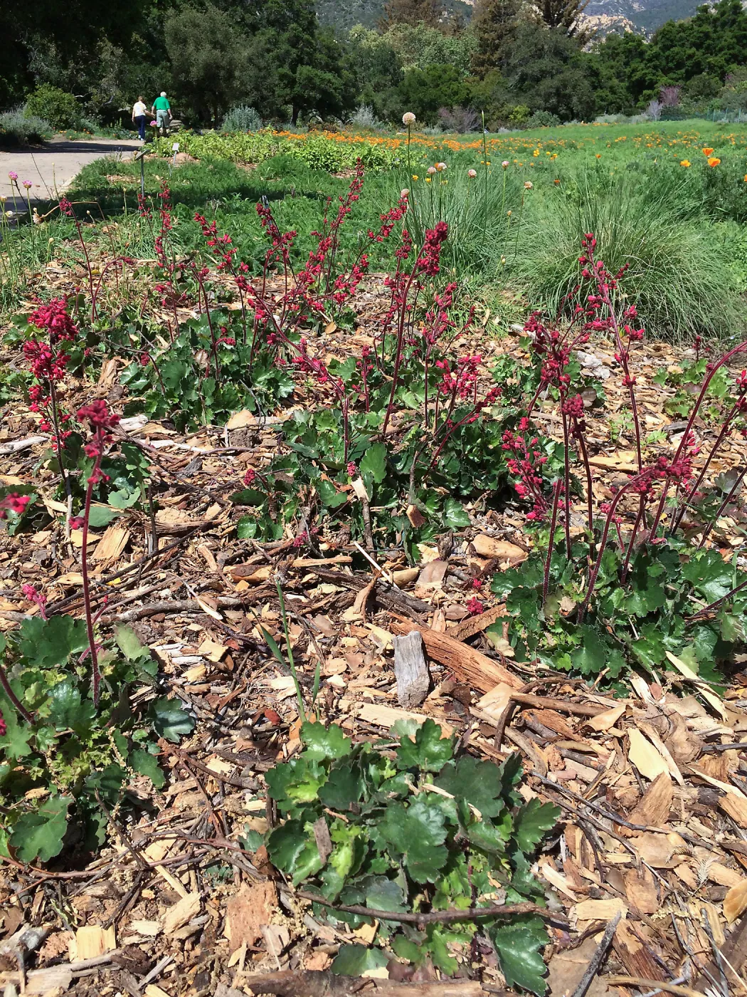 Heuchera â€˜Canyon Belle' in the lower meadow border