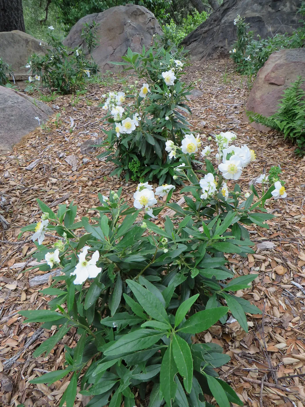Carpenteria californica in Meadow Oaks
