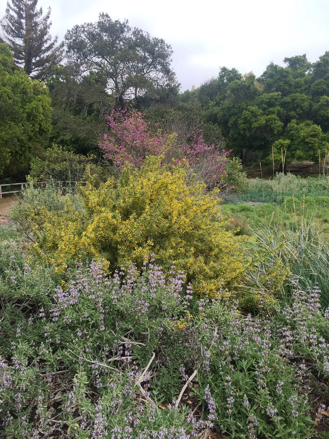 Salvia (sage), Berberis nevinii, Cercis occidentalis (Redbud) in the Meadow