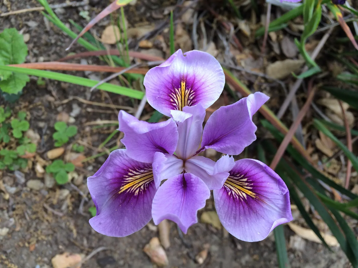 Iris