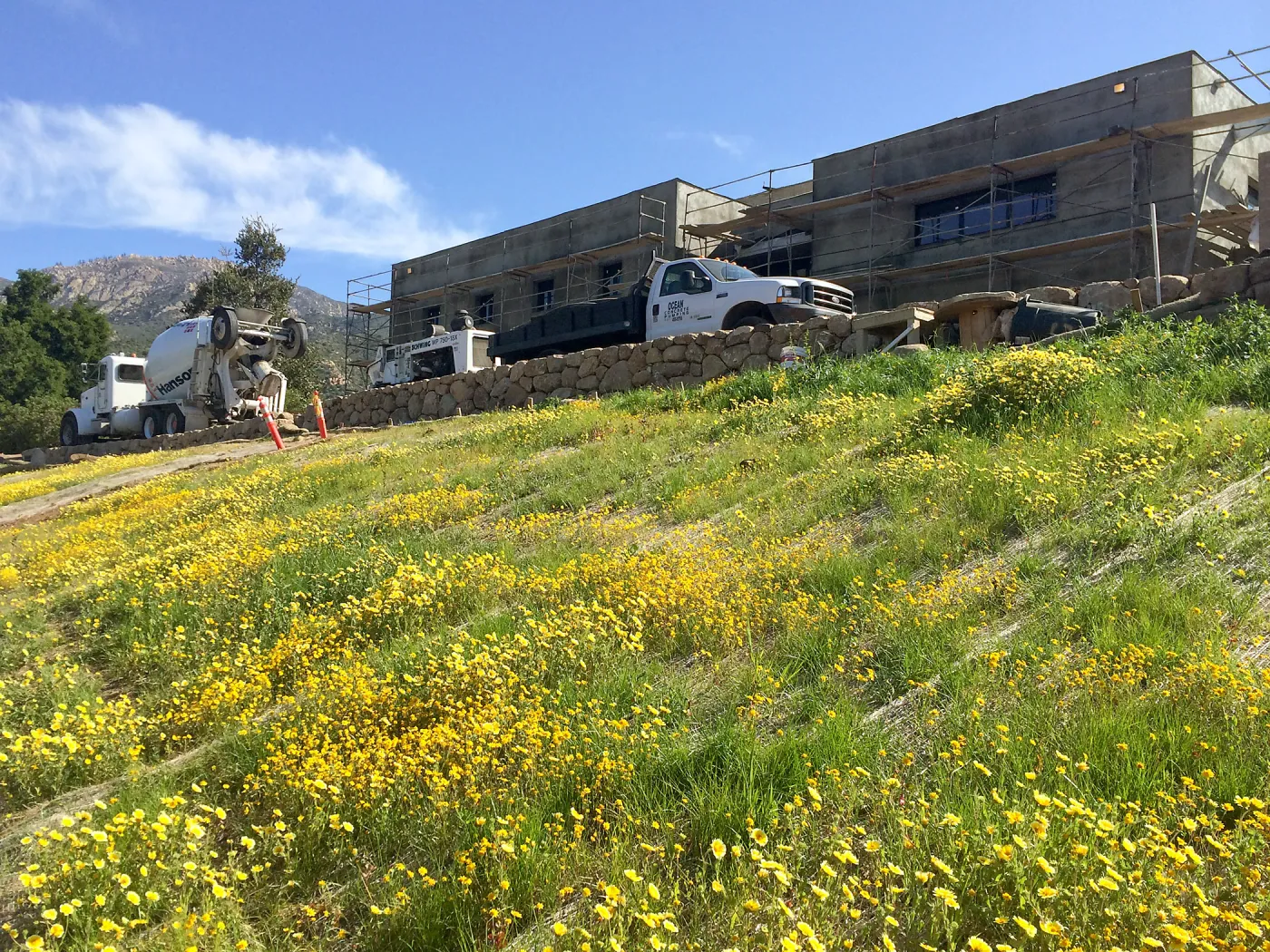 Pritzlaff Conservation Center construction. Layia platyglossa on west slope