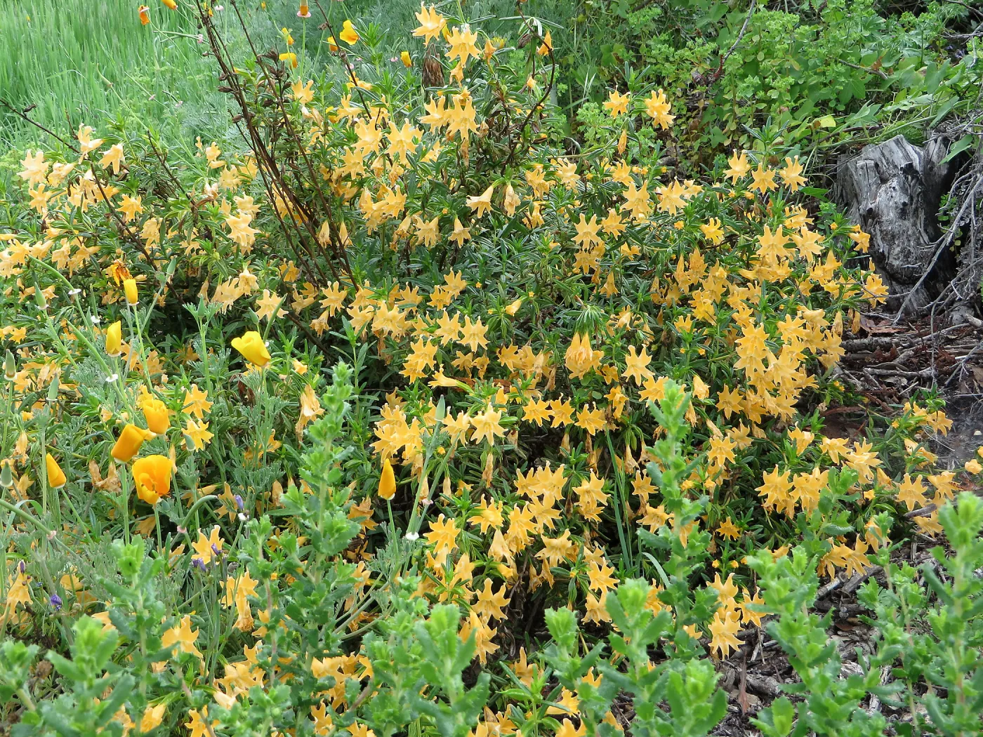Diplacus aurantiacus. Monkeyflower