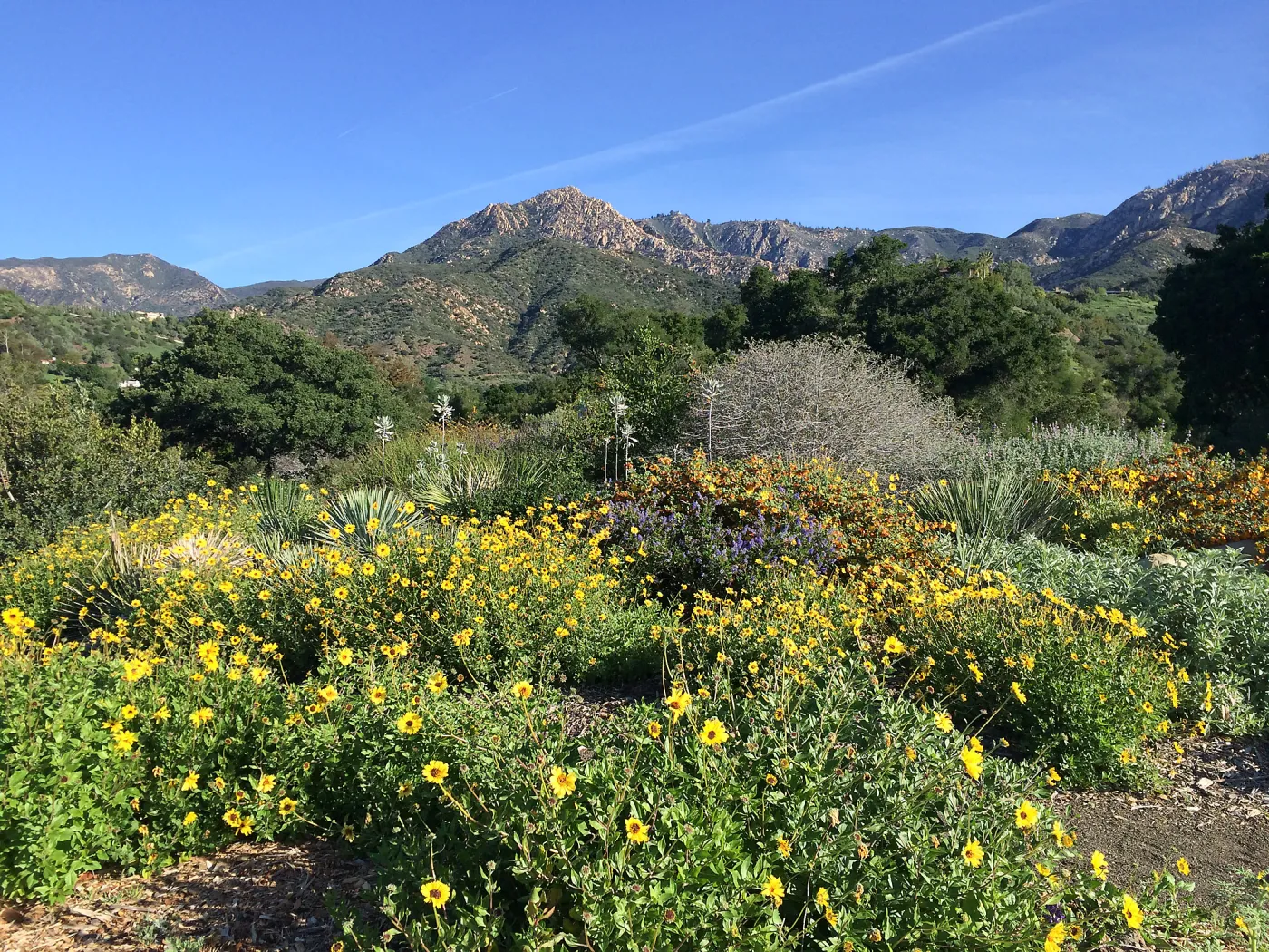 Encelia californica on the Porter Trail
