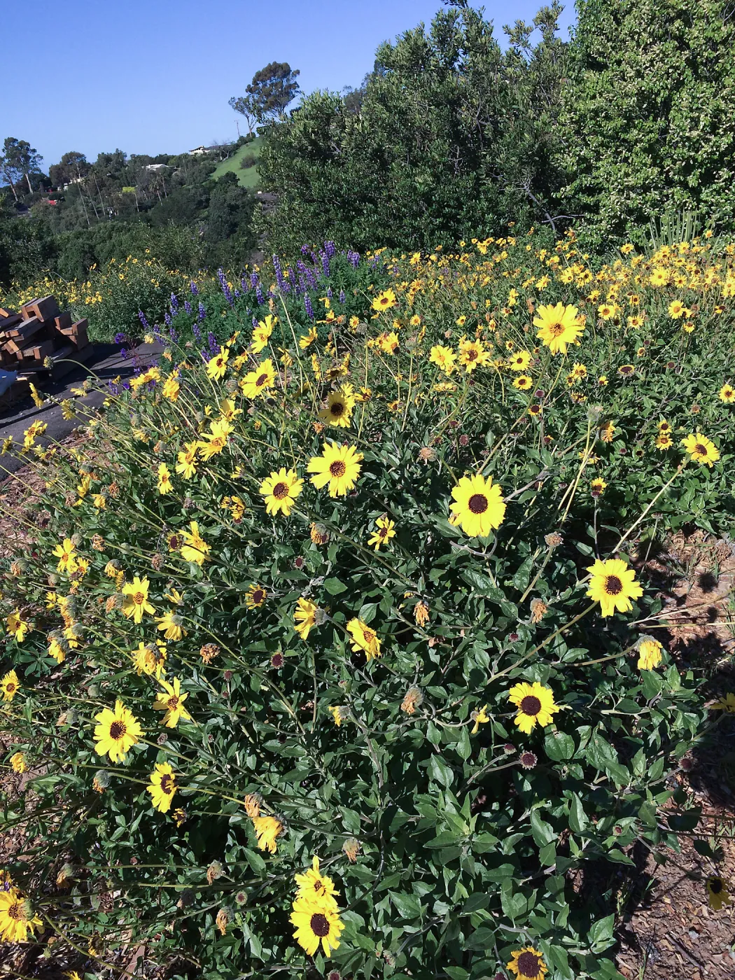 Encelia caifornica on the Porter Trail