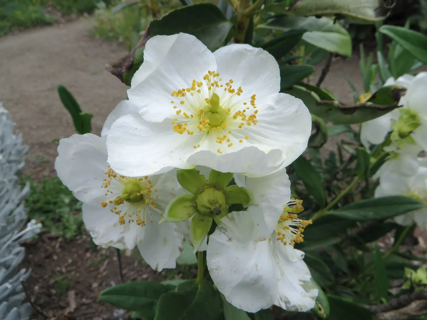 Carpenteria californica
