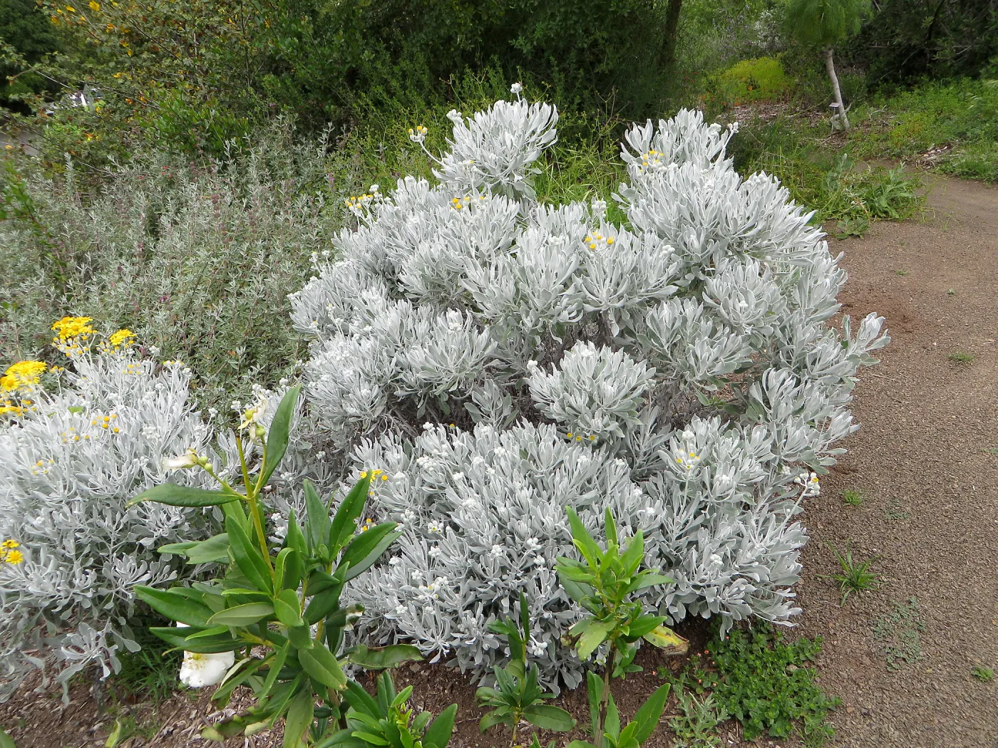 Senecio palmeri on the Porter Trail
