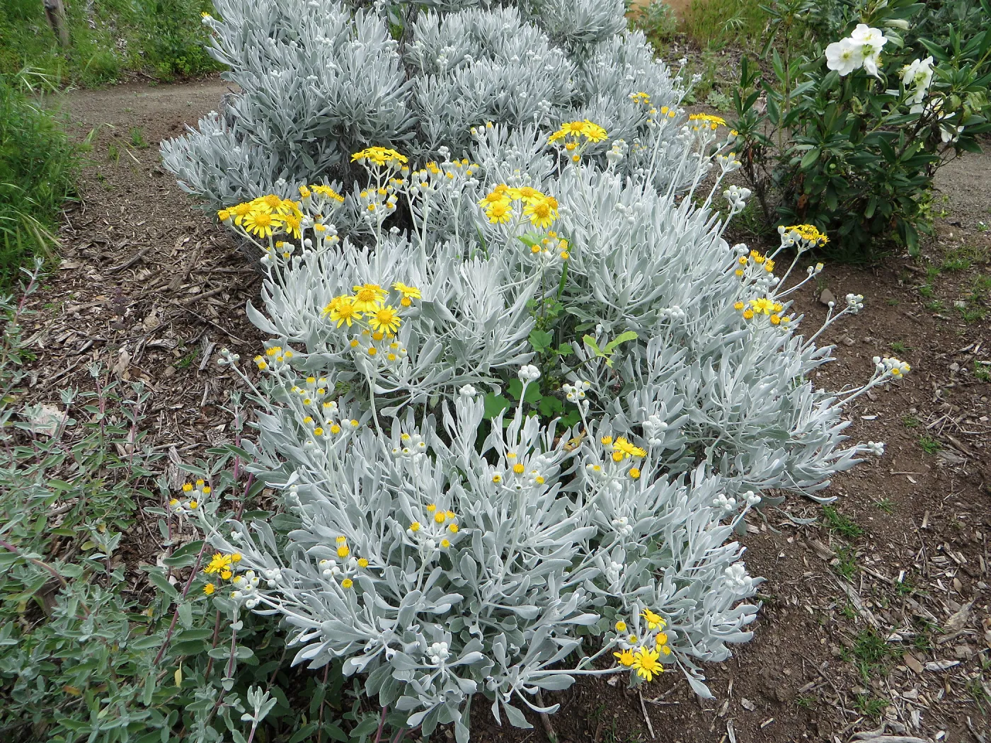 Senecio palmeri on the Porter Trail