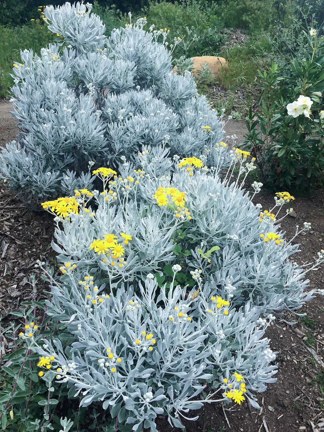 Senecio palmeri on the Porter Trail