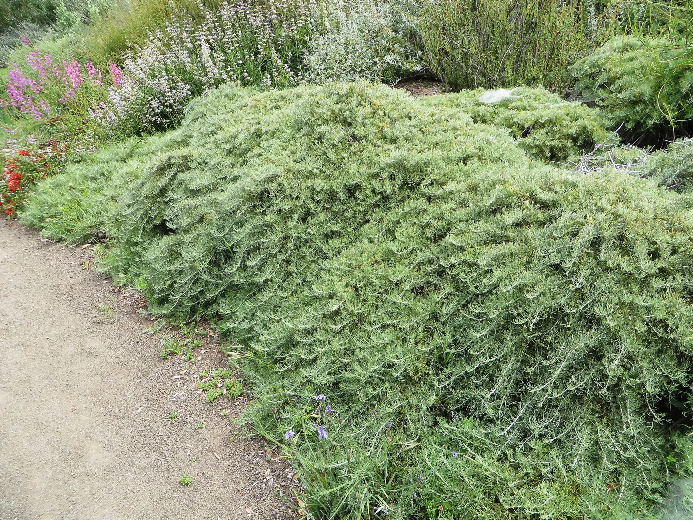 Porter Trail, Artemisia â€˜Canyon Grey'