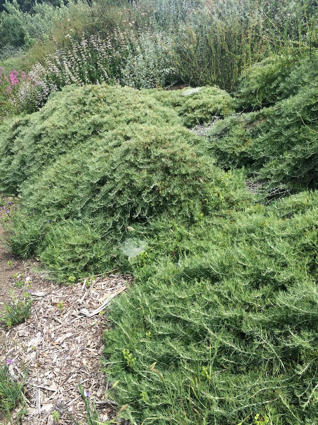 Porter Trail, Artemisia â€˜Canyon Grey'