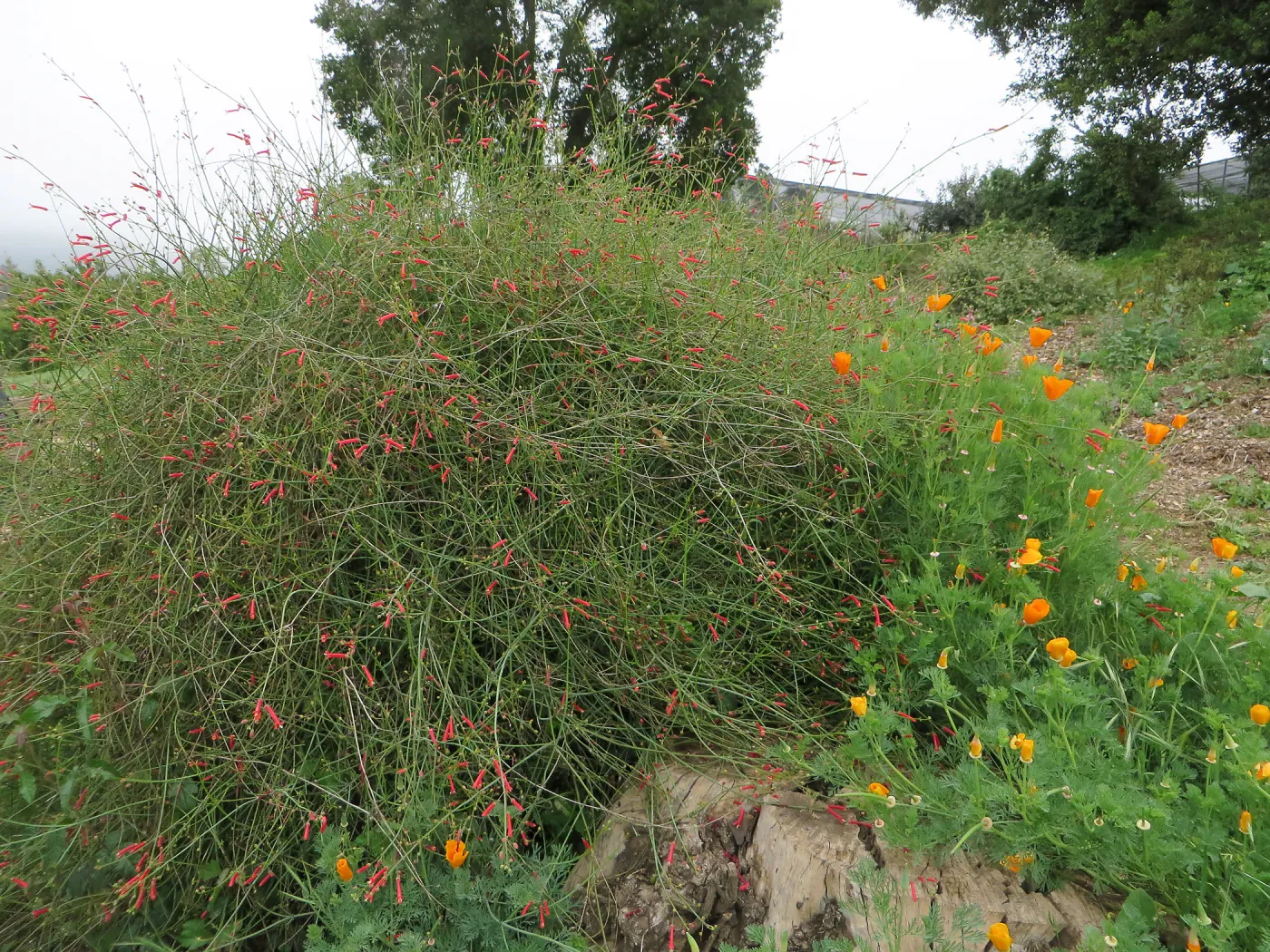 Gambelia â€˜Gran Canon'