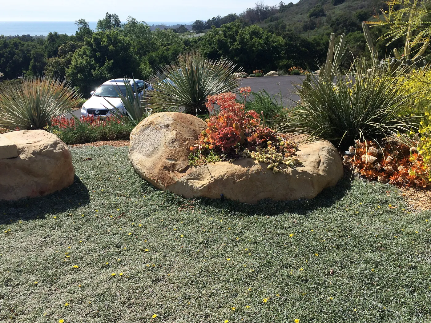 Victor Schaff garden, Dymondia lawn