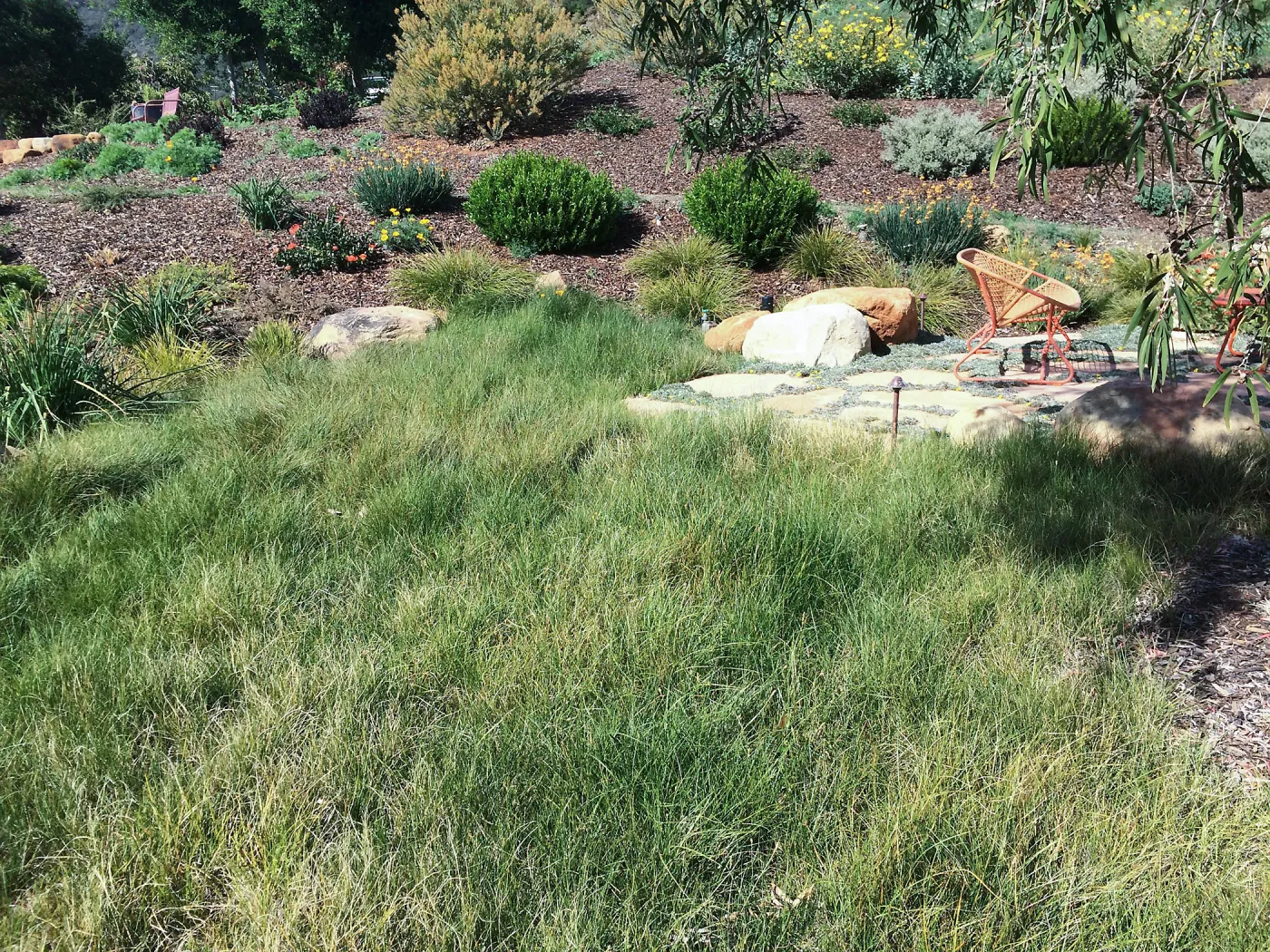 Victor Schaff garden, Carex lawn